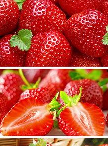 草莓视频国产,本土创新与全球视野的交融